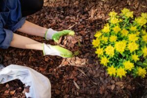 mulching flowers