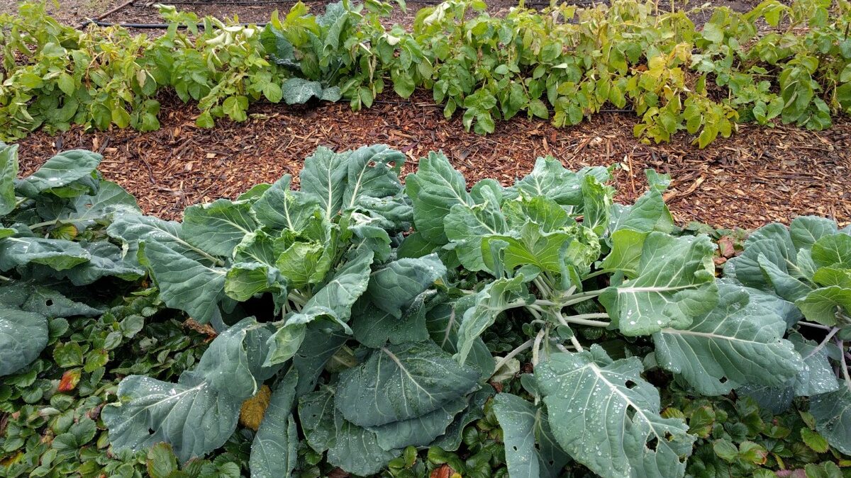 Wood Chips Suppress Weeds In Vegetable Garden Path