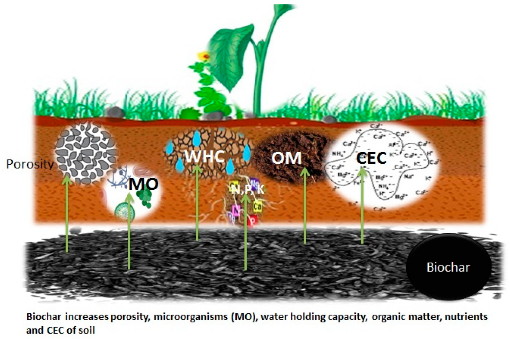 Accelerated Soil Properties with BioChar
