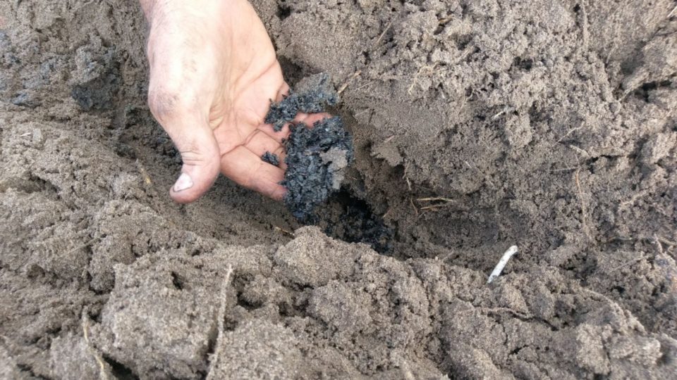 BioChar in Trench