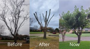 Before and After Pruning