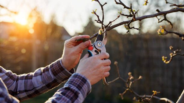 Winter Pruning at sunset