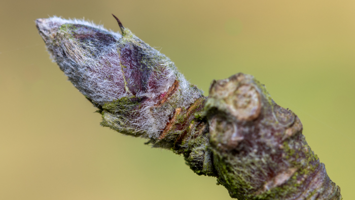 Pruned Stalk, Eye of Bud Close up