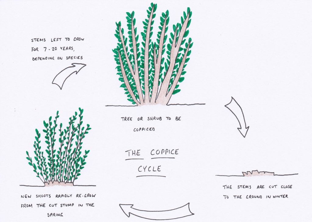 Coppice Cycle